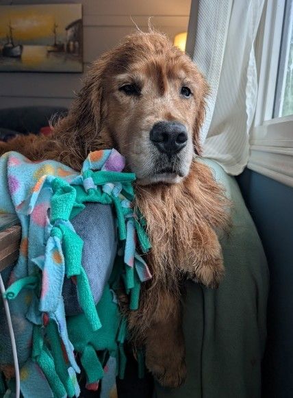 Clancy the golden retriever resting his chin on the couch, wrapped in a colourful fleece blanket